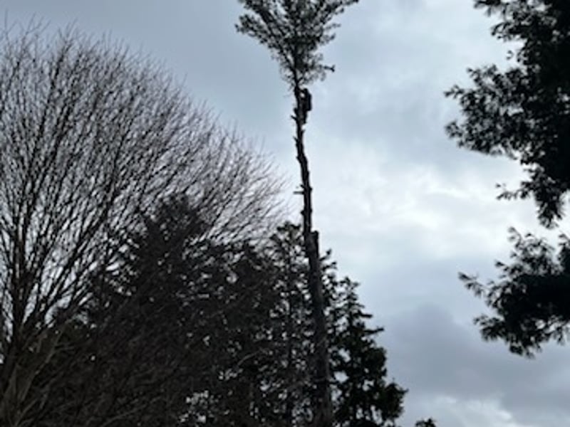 Tall tree silhouette against cloudy sky