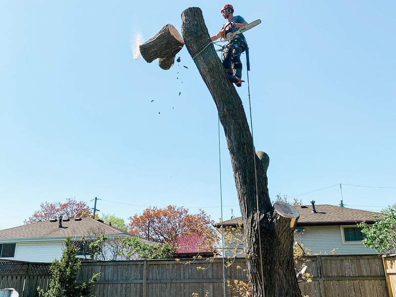Arborist high in tree with chainsaw