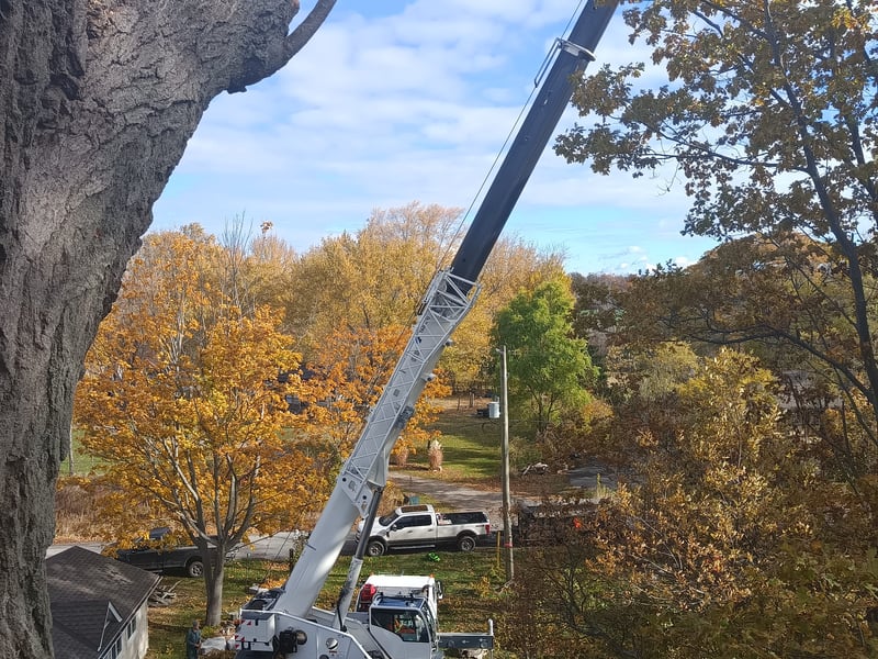 Crane removing a large tree beside a house