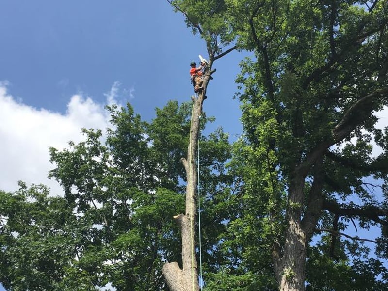 Climber at the top of a tall tree with safety gear