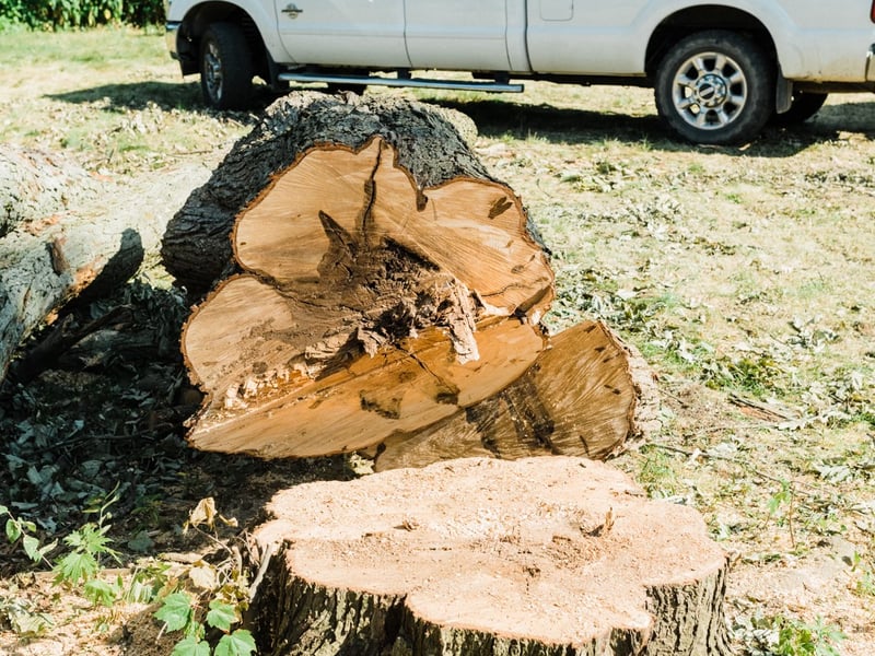 Arborist cutting at the top of a tree