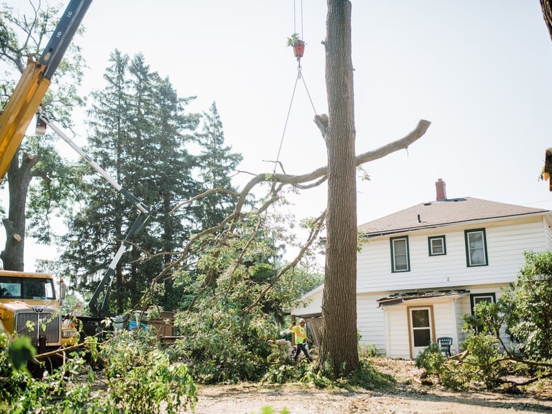 Tree removal with crane at residential property