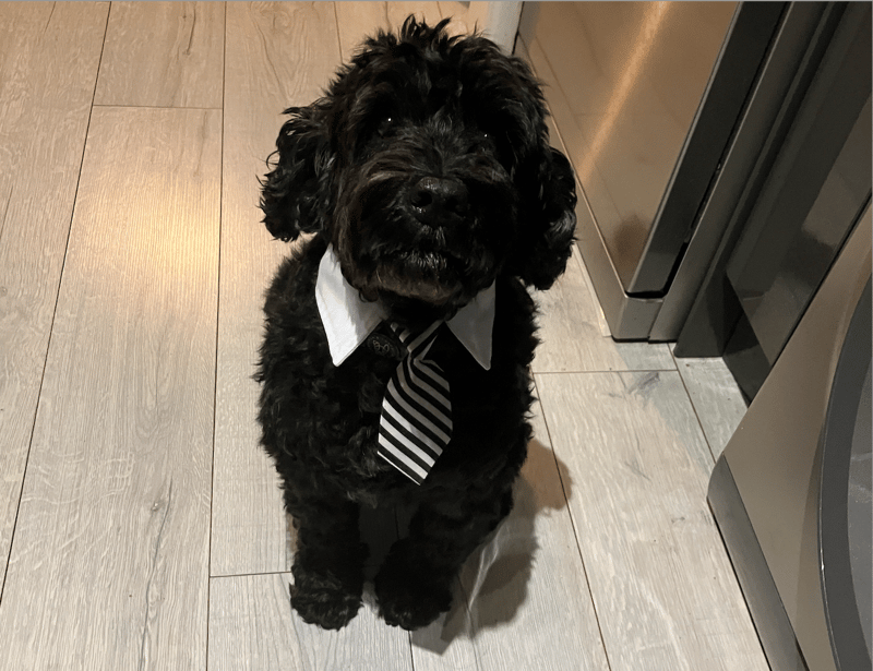 Coco wearing a tie