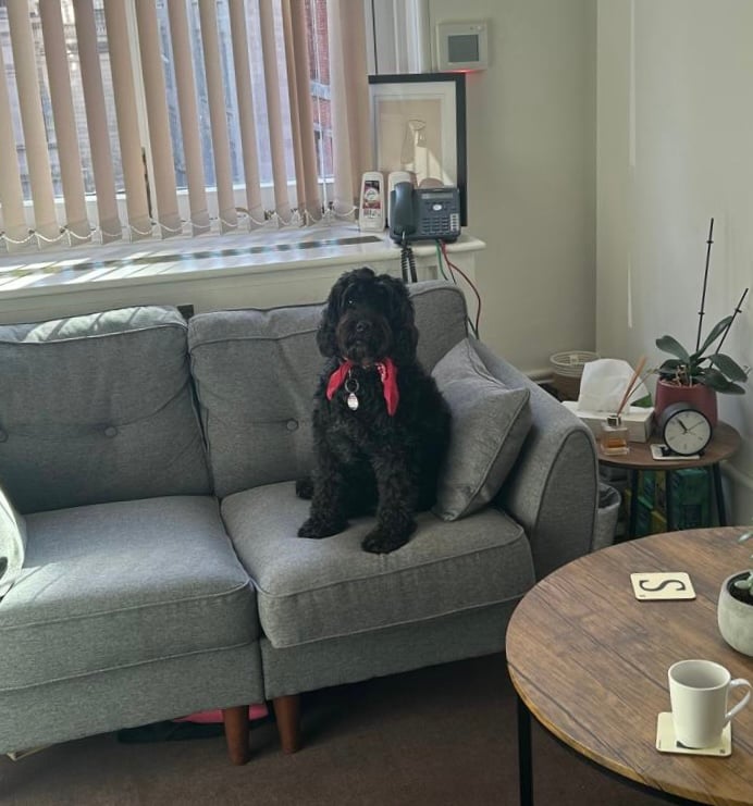 Coco, the friendly therapy dog