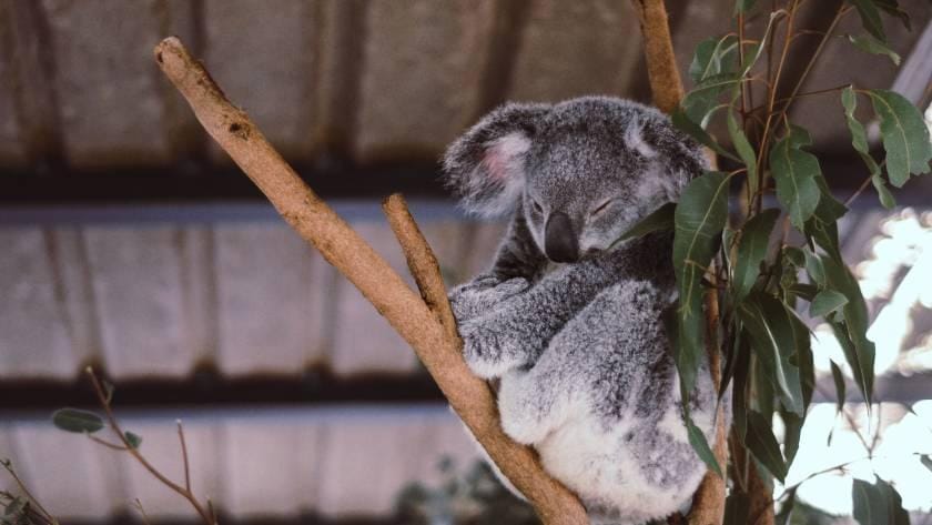 A koala resting on a eucalyptus branch