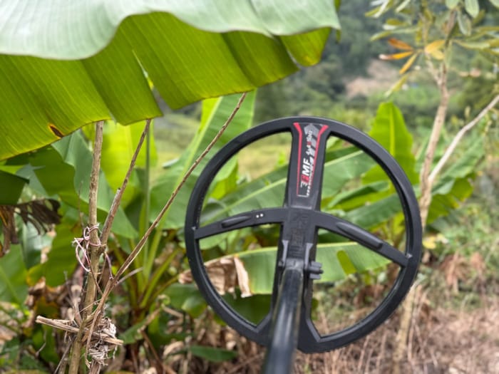 A detector coil held up among banana leaves in Vietnam