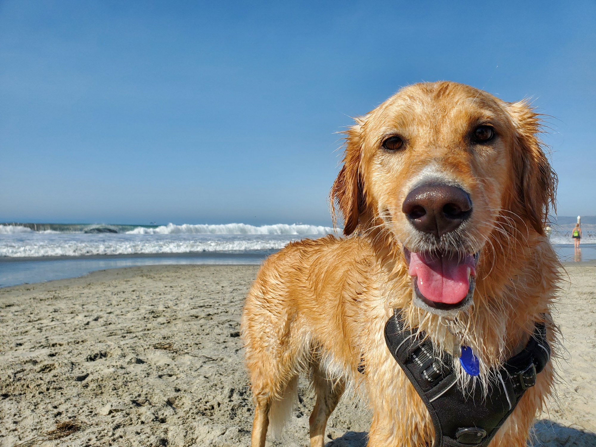 A golden retriever standing on the beach shore in the sun