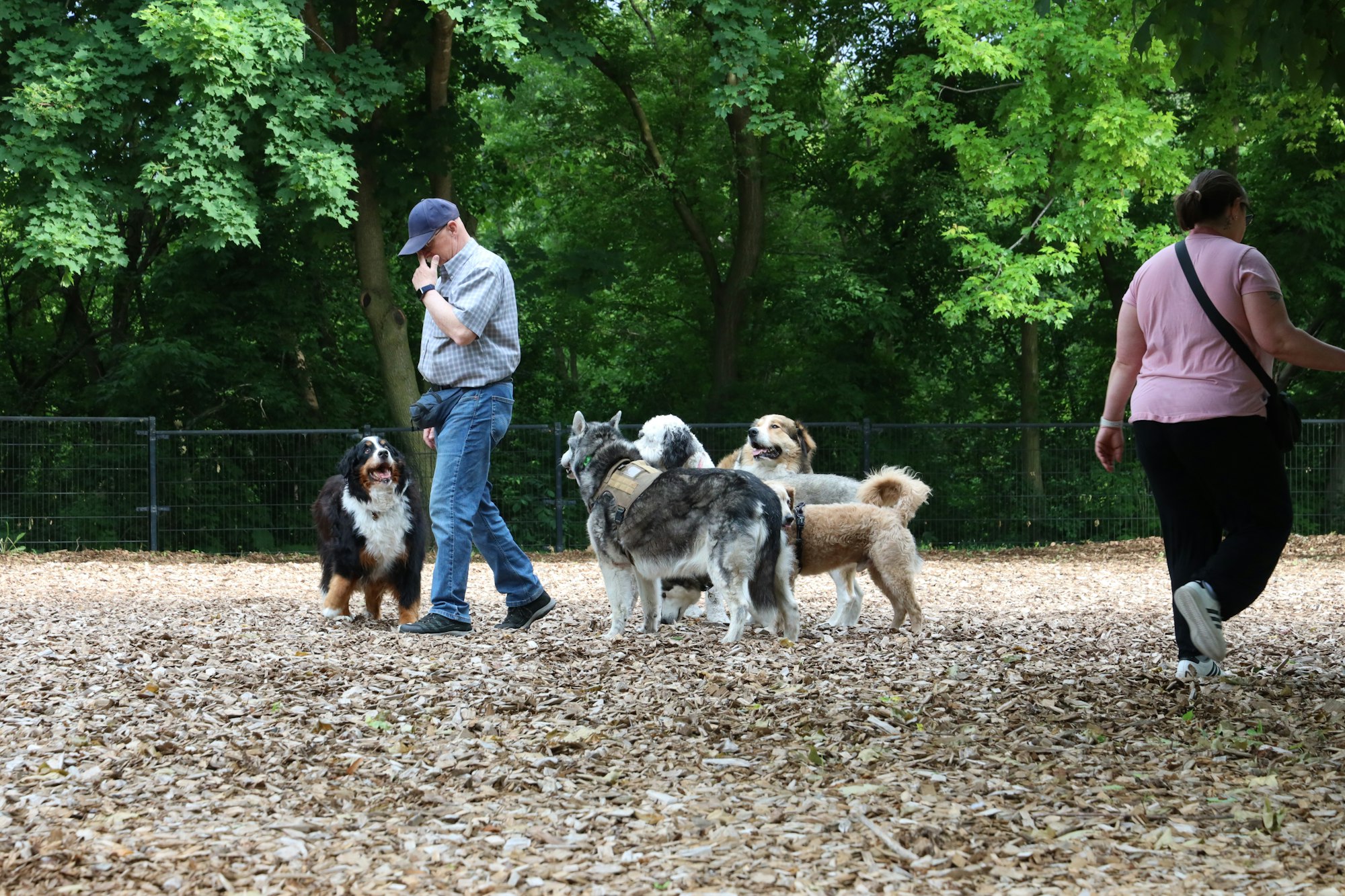 Two people walking several dogs through a green park