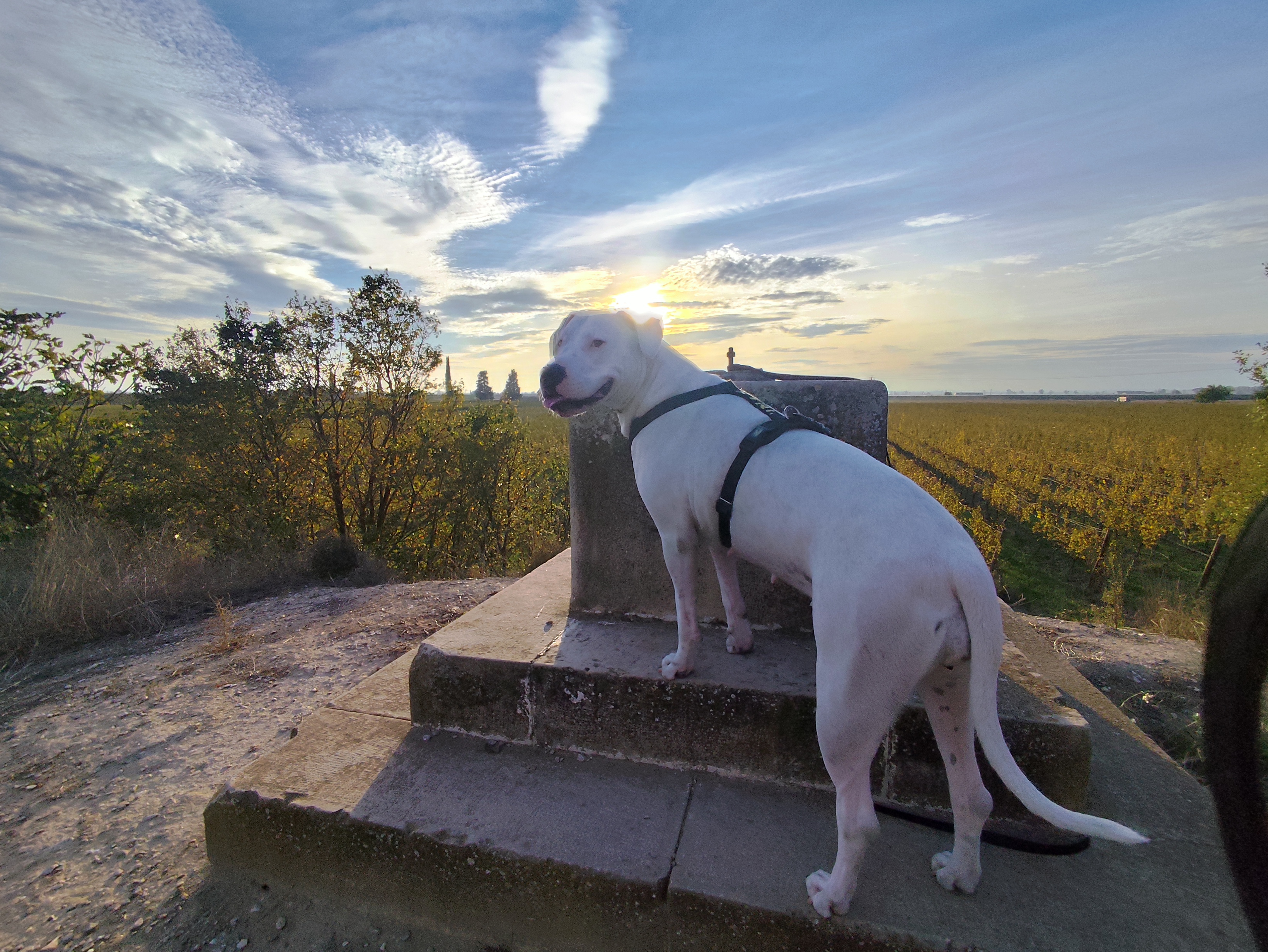 El perro sobre un pedestal de piedra contempla la última luz del día sobre los viñedos del Castell del Remei