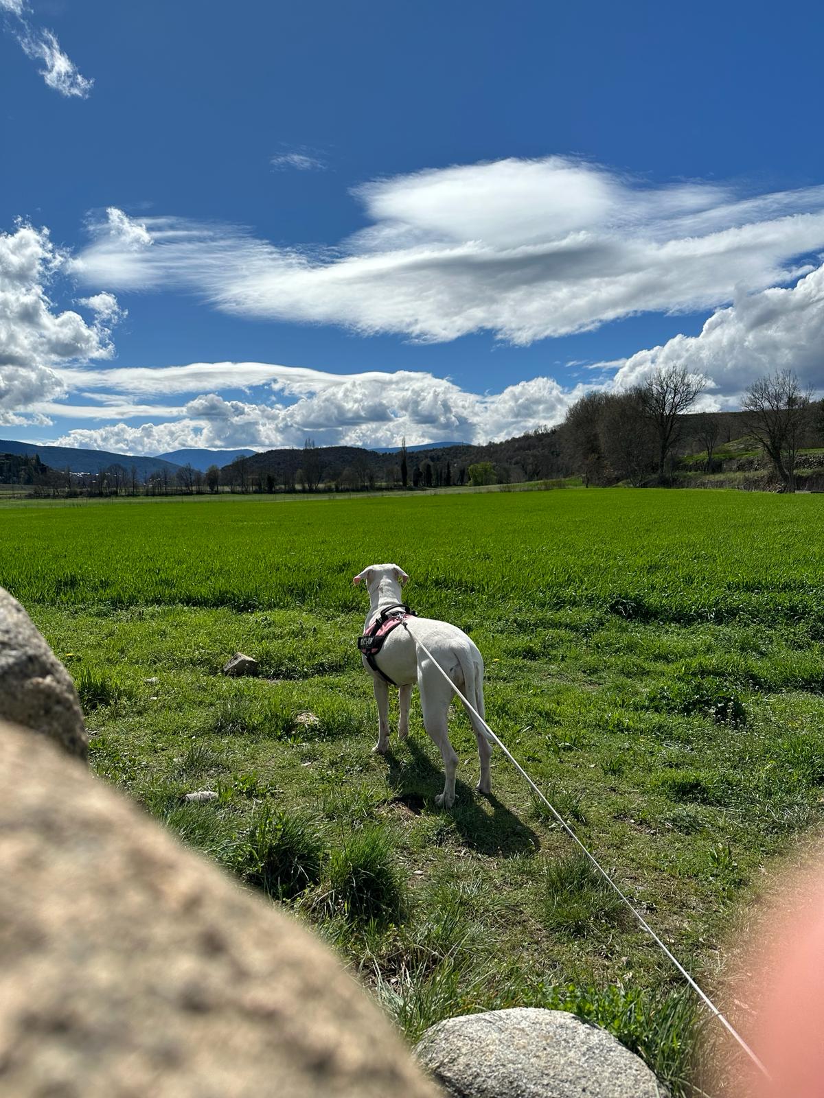El perro entre campos verdes bajo un cielo de nubes grandes