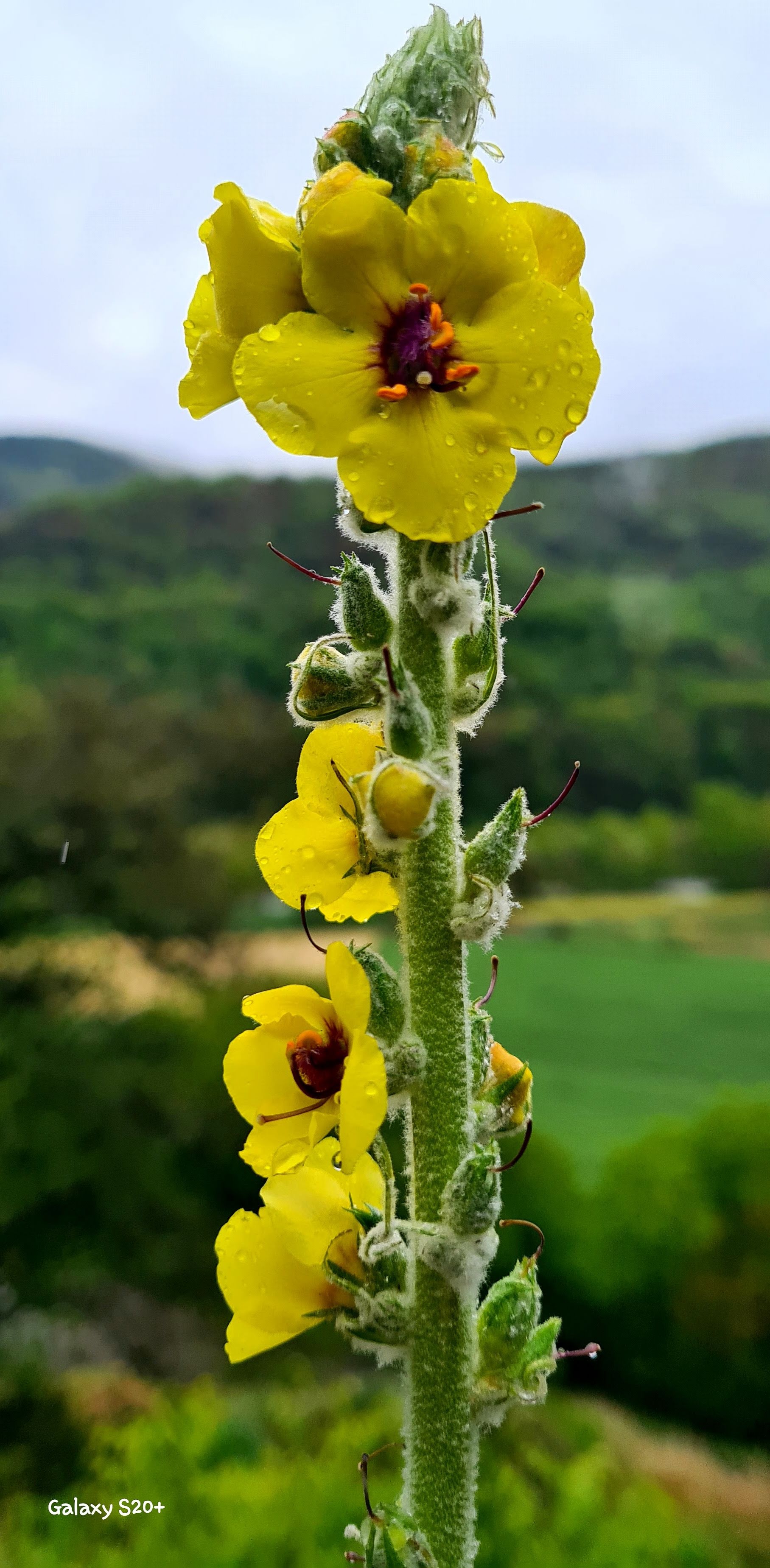 Flor amarilla con gotas de lluvia en el camino