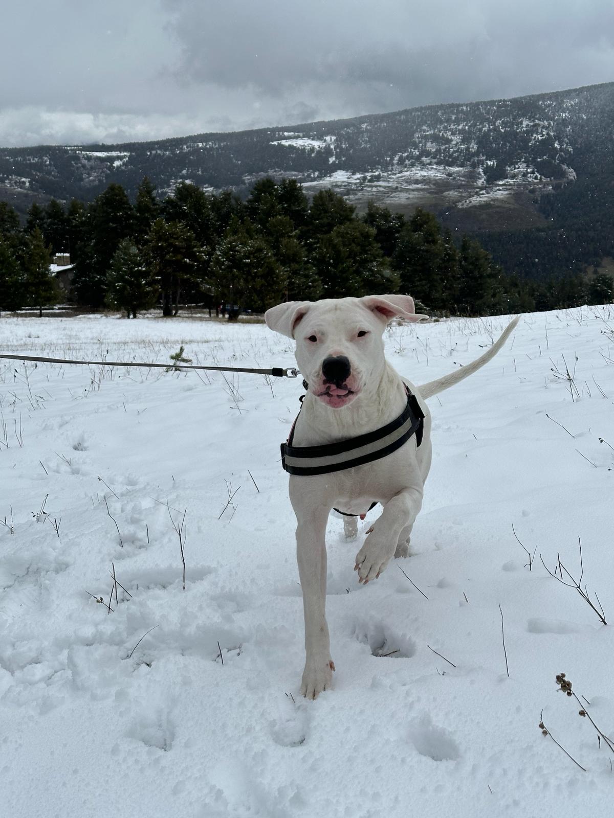 El perro correteando por la nieve en La Molina