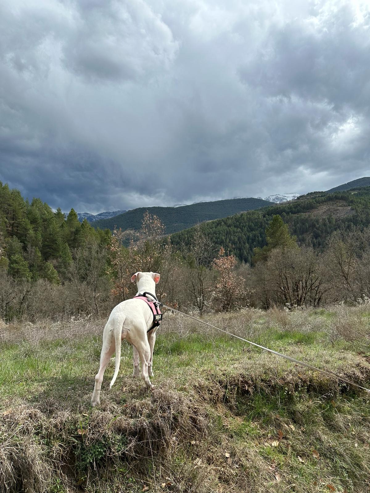 Panorámica del sendero con cumbres nevadas a lo lejos