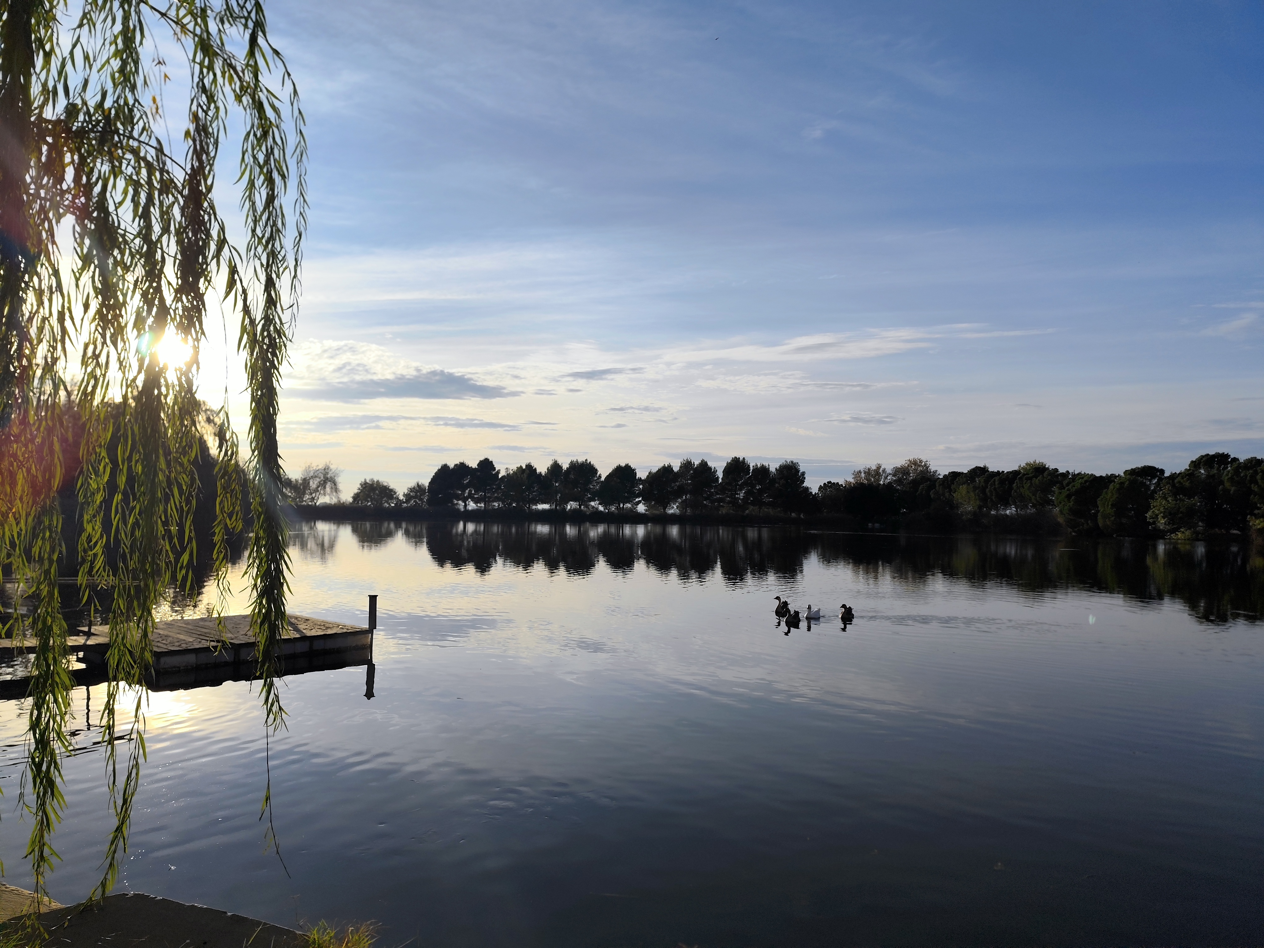 Estanque con patos y gansos al atardecer en la campiña de Lleida