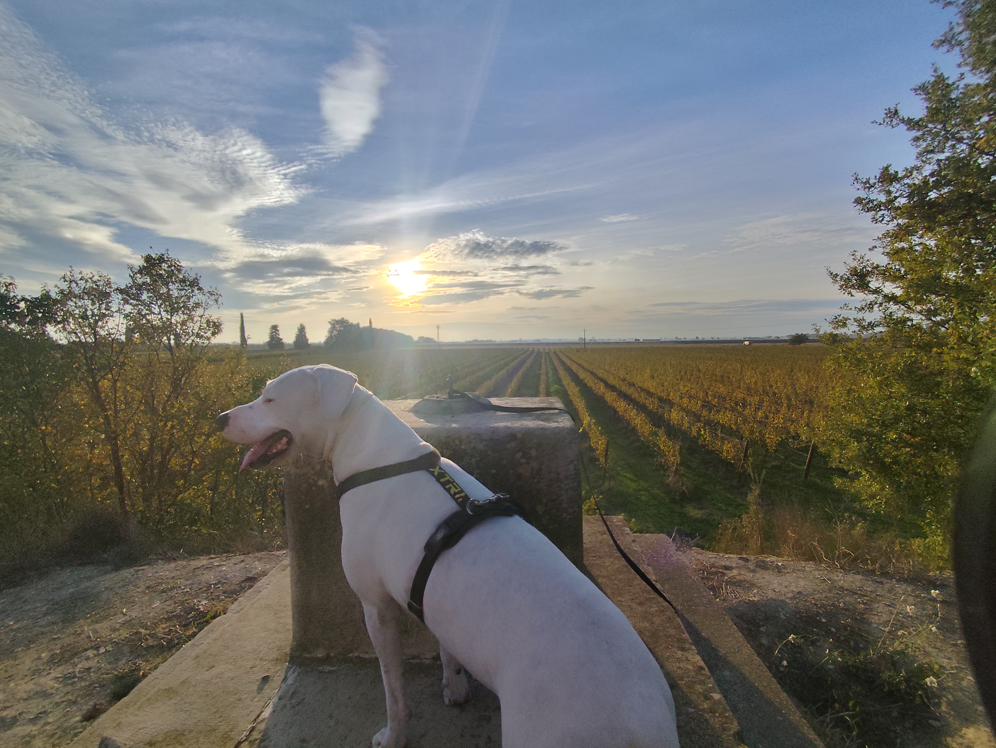 Perro sobre un pedestal de piedra al atardecer, con viñedos de fondo
