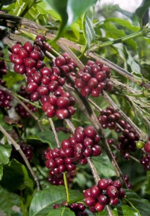 Bright red ripe coffee cherries clustered on a branch, glistening in sunlight