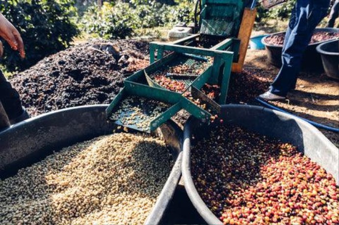 Industrial coffee pulping machine separating the fruit skin from coffee beans