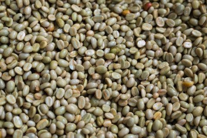 Large pile of raw green unroasted coffee beans spread on a wooden surface