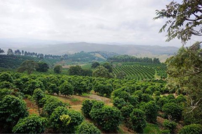 Aerial view of a lush green coffee plantation covering rolling hillsides