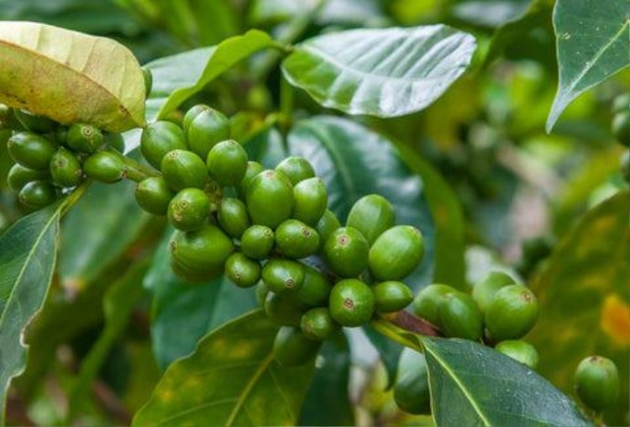 Dense cluster of small unripe green coffee cherries growing on a branch