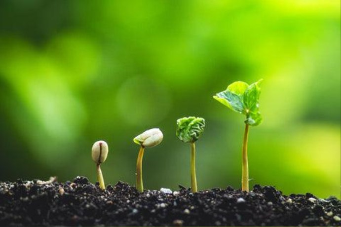 Delicate young coffee seedling with bright green leaves emerging from rich dark soil