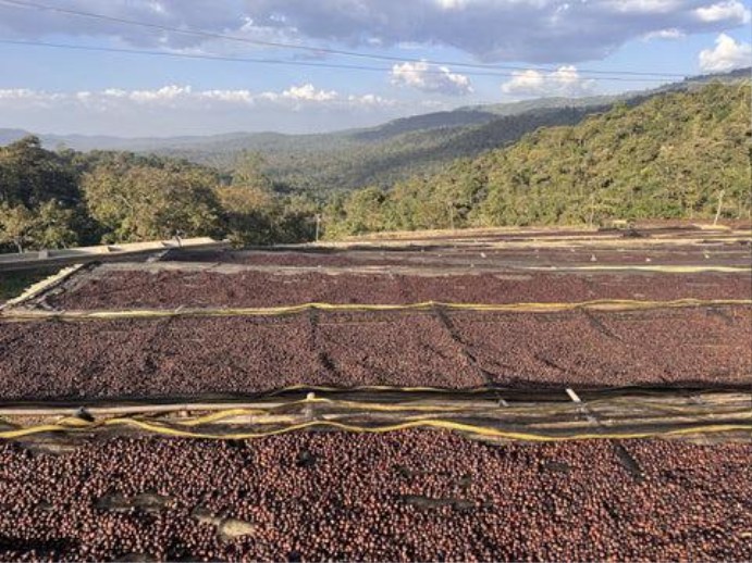 Coffee beans spread thin on raised wire mesh drying beds under bright sunshine