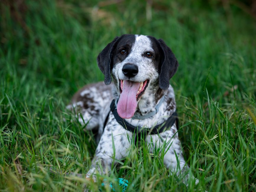 Happy dog relaxed and smiling in a green grass yard