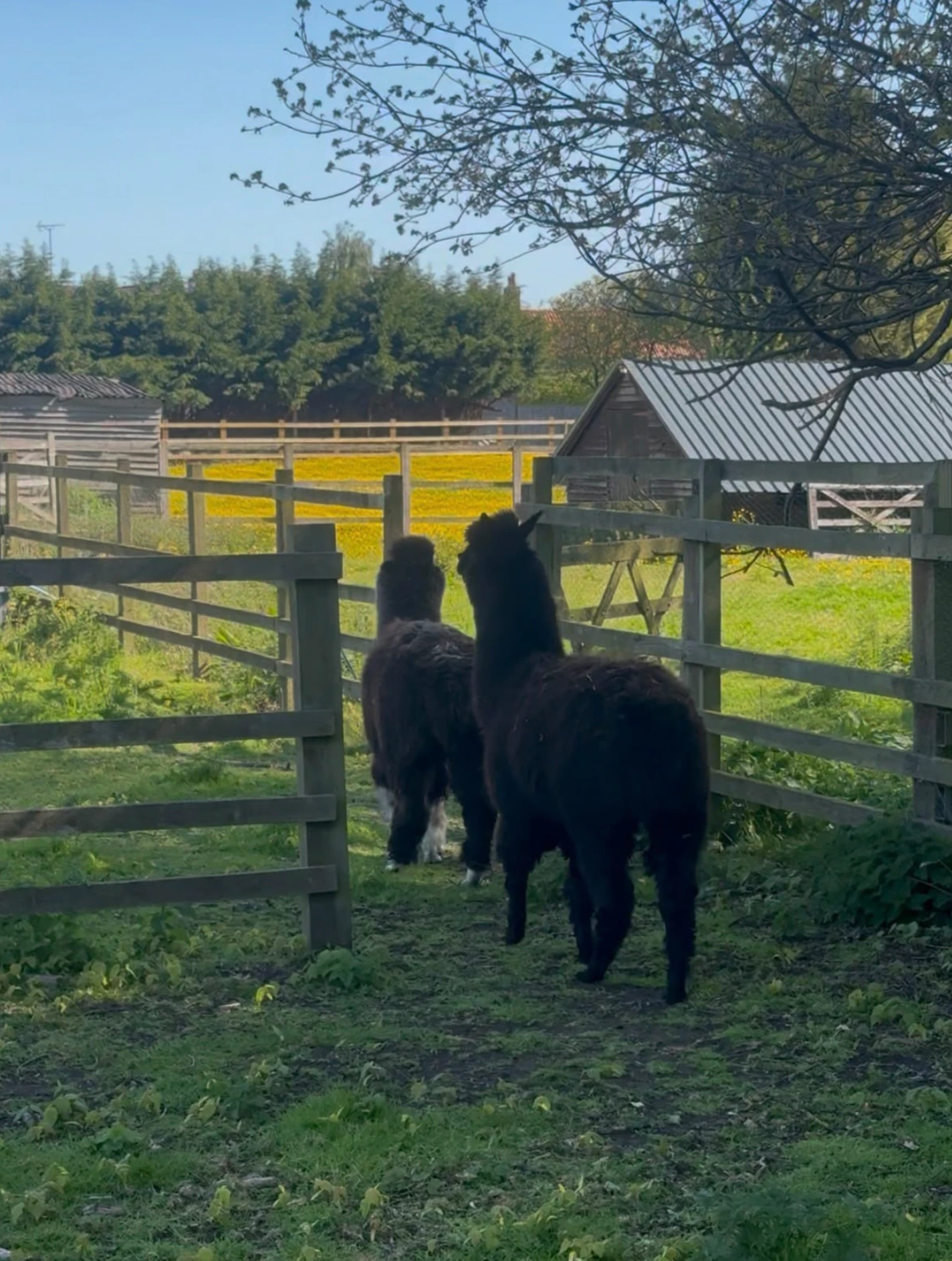 Two alpacas in the field at The Dovecote Barn