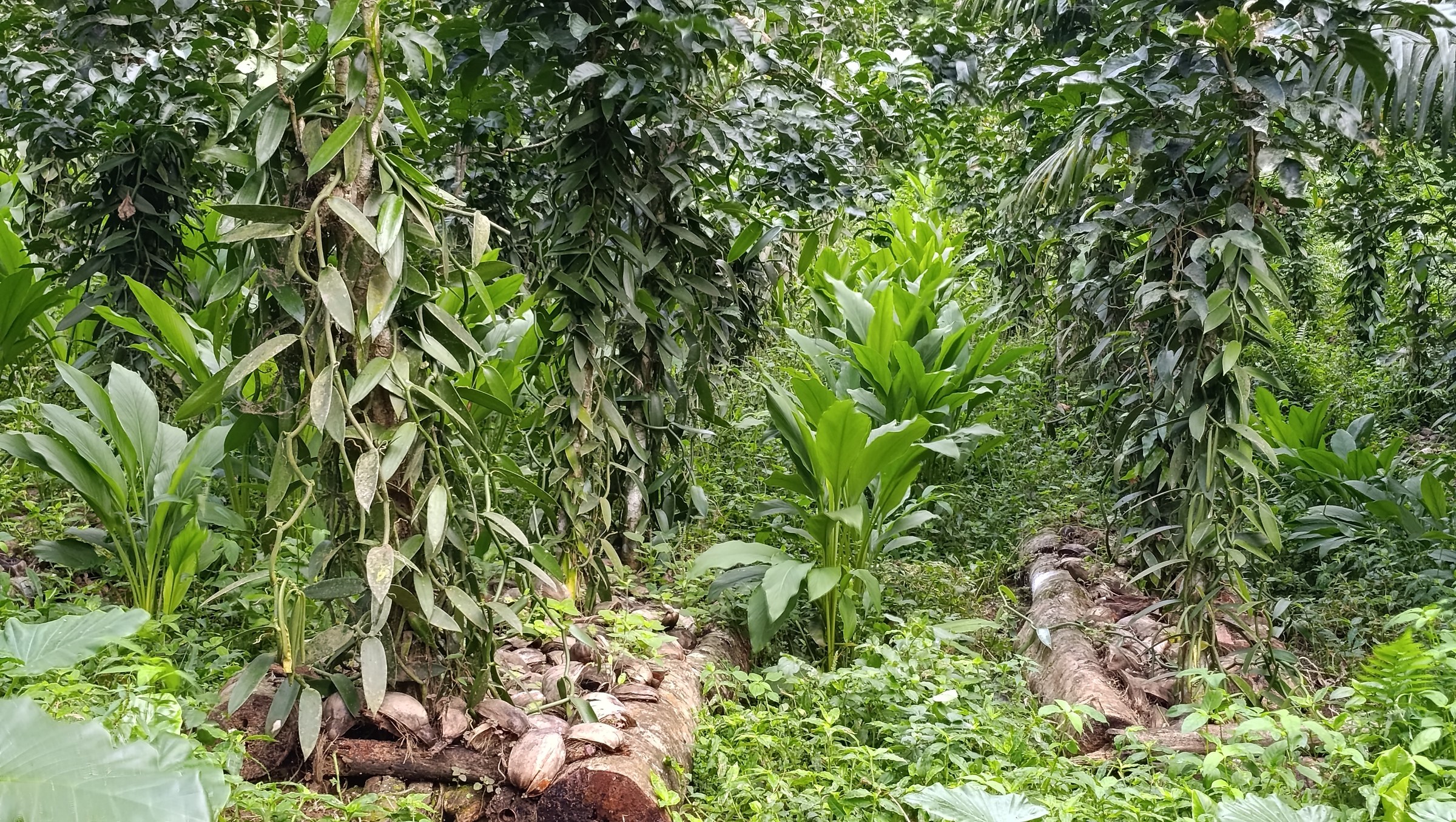 Plantação certificada Bio das Delícias das Ilhas junto à Praia Vanha