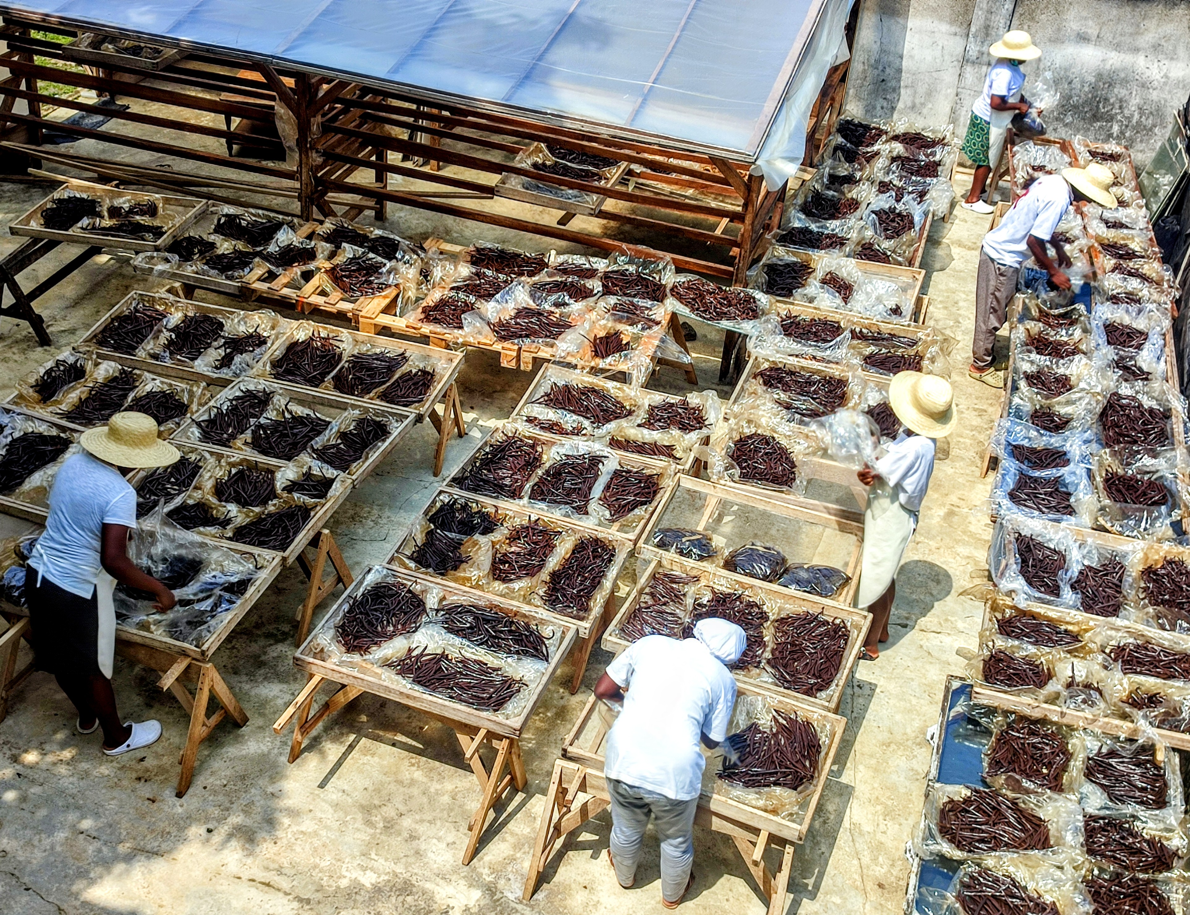 Baunilha a secar na fábrica das Delícias das Ilhas em São Tomé