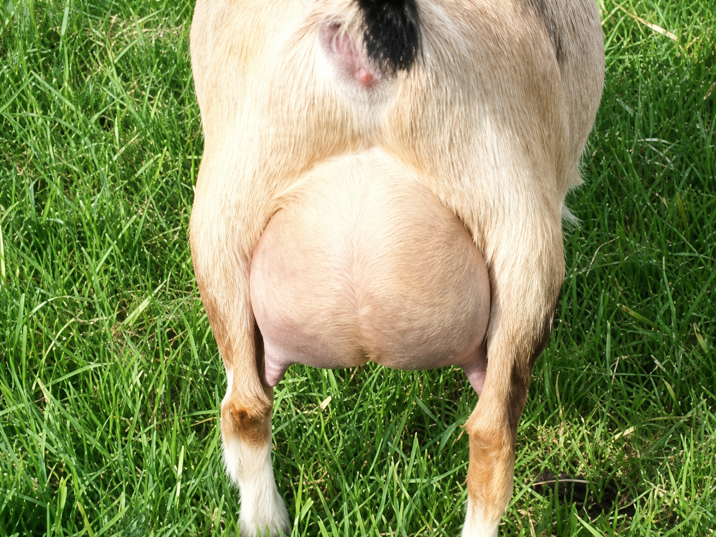 GCH Sunnydale Farm ZM Ginger Nigerian Dwarf Doe - photo 2