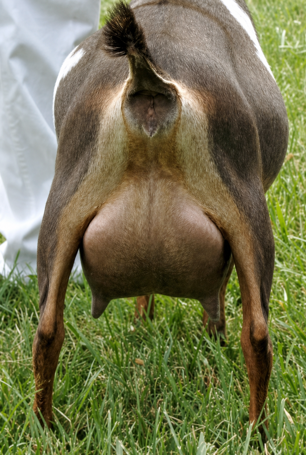 SGCH Sunnydale Farm J Electra-Like AR Nigerian Dwarf Doe - photo 3