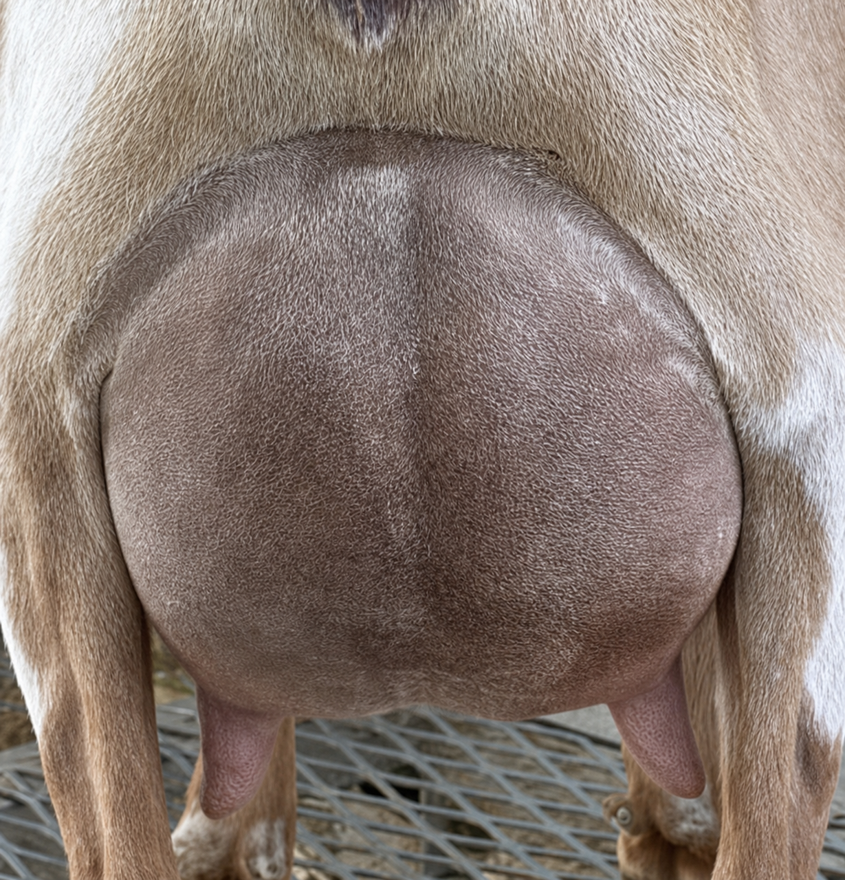 Sunnydale Farm SS Taffy Nigerian Dwarf Doe - photo 2