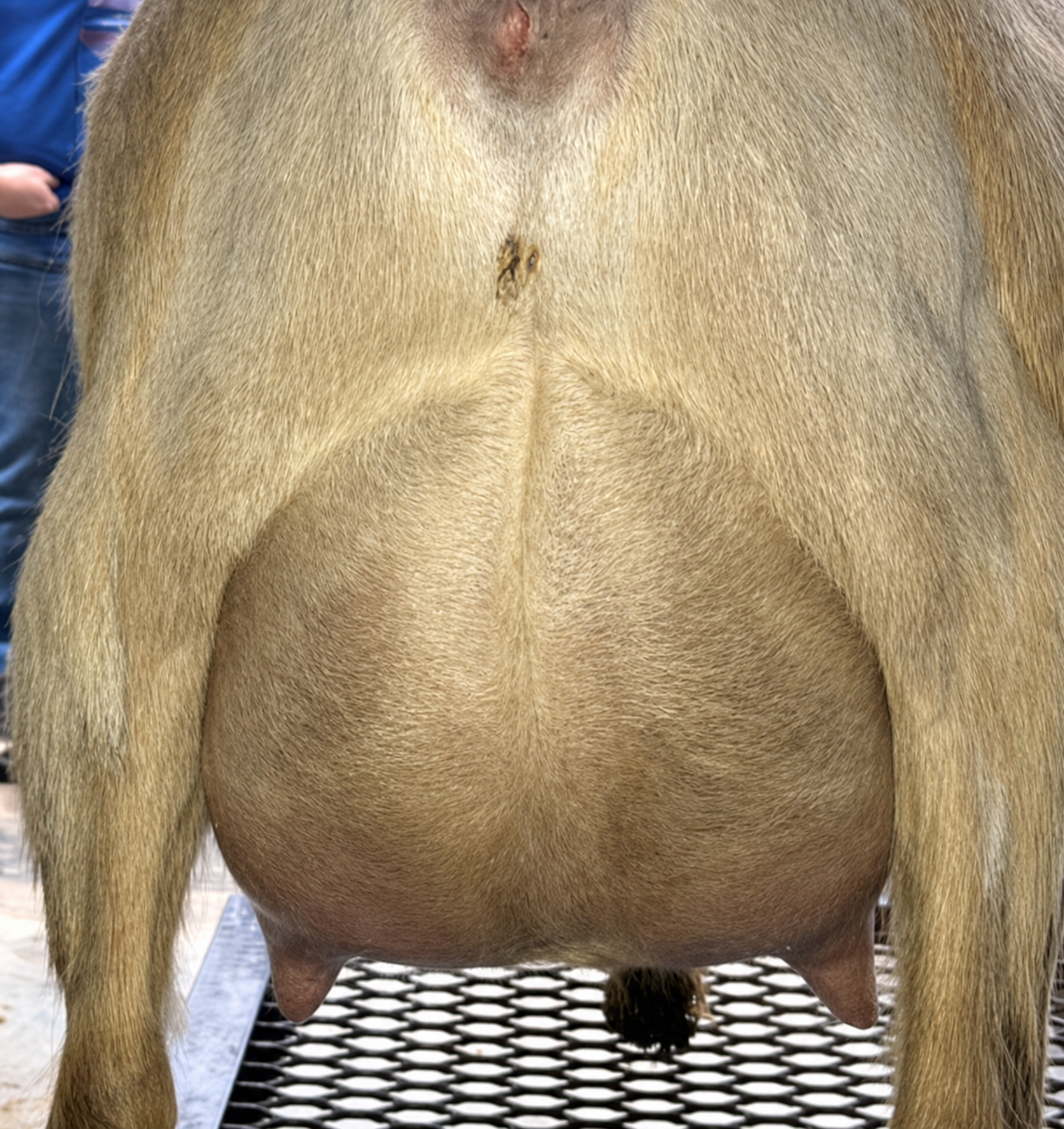 GCH Sunnydale Farm ZM Ginger Nigerian Dwarf Doe - photo 3
