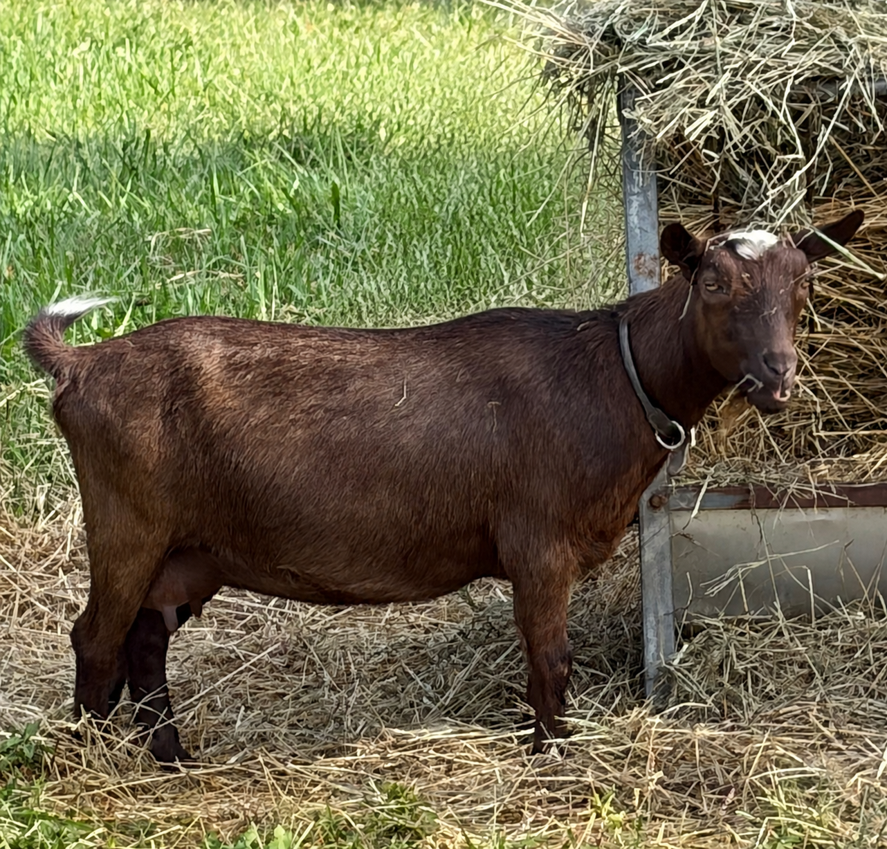Novella Farm Iconoclast Nigerian Dwarf Doe - photo 4