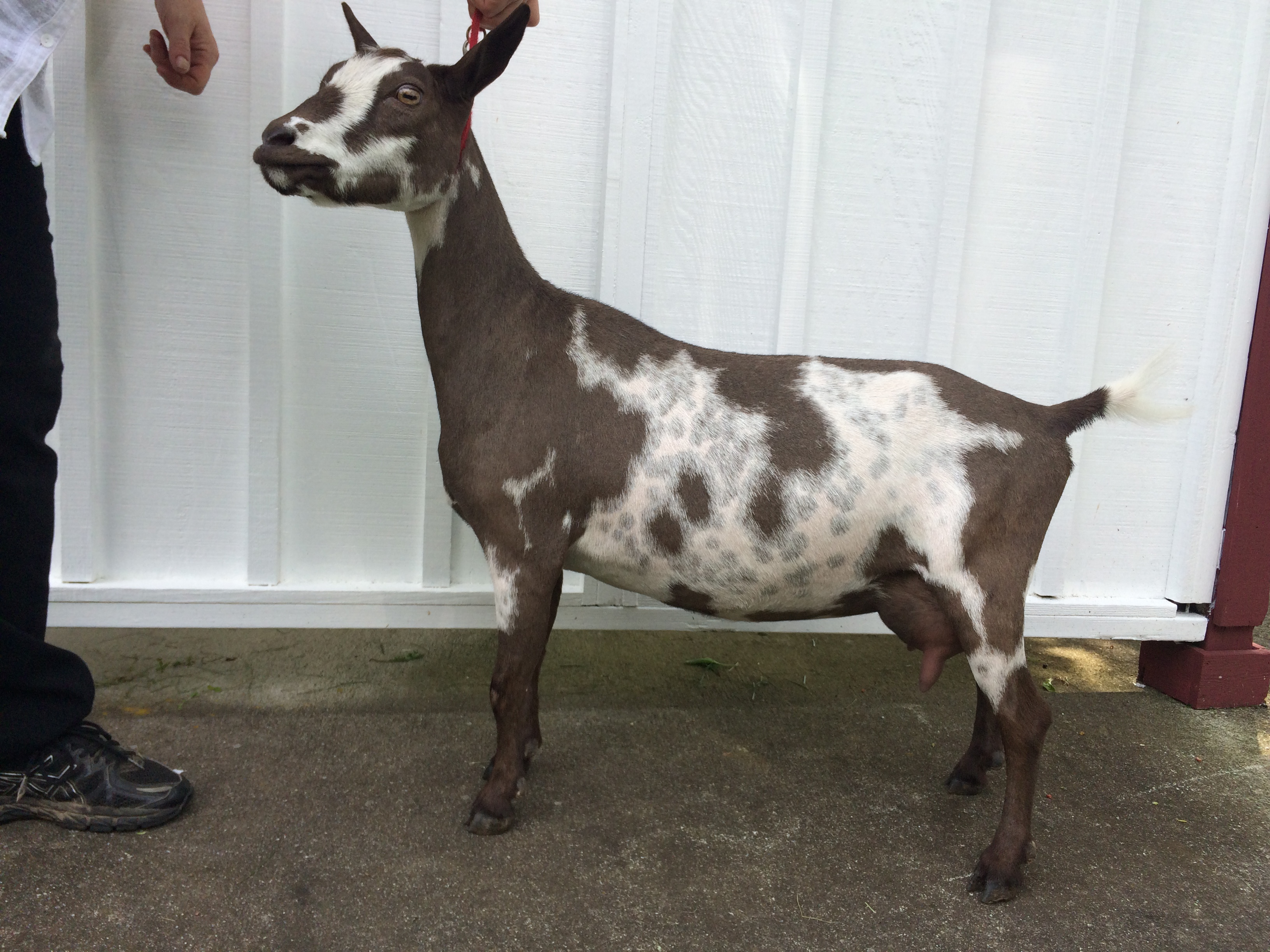 GCH Sunnydale Farm ZM Buttercup - Nigerian Dwarf Doe at Sunnydale Farm, Richmond Kentucky