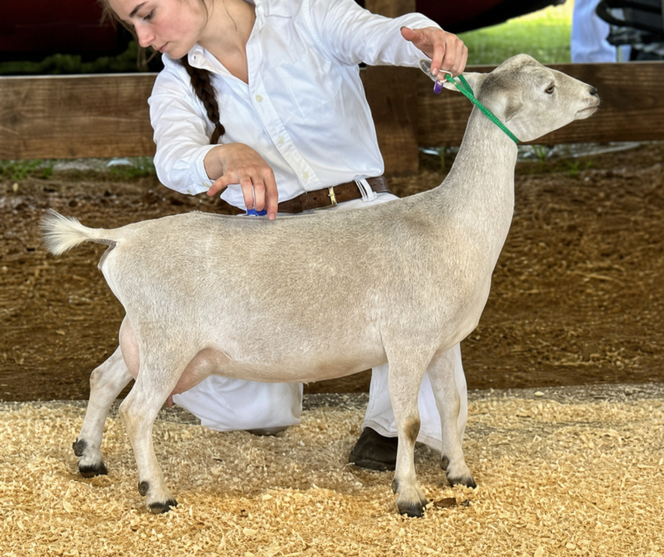 Sunnydale Farm QS Silver Pine - Nigerian Dwarf Doe at Sunnydale Farm, Richmond Kentucky