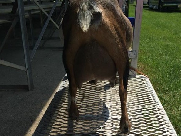 GCH Sunnydale Farm ZM Buttercup Nigerian Dwarf Doe - photo 2