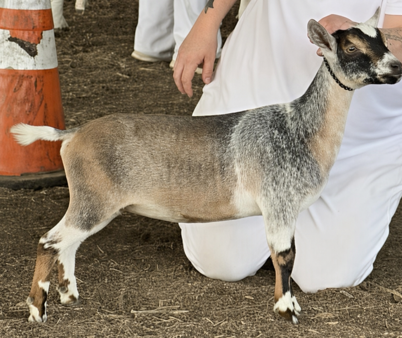 Sunnydale Farm ND Serena - Nigerian Dwarf Doe at Sunnydale Farm, Richmond Kentucky