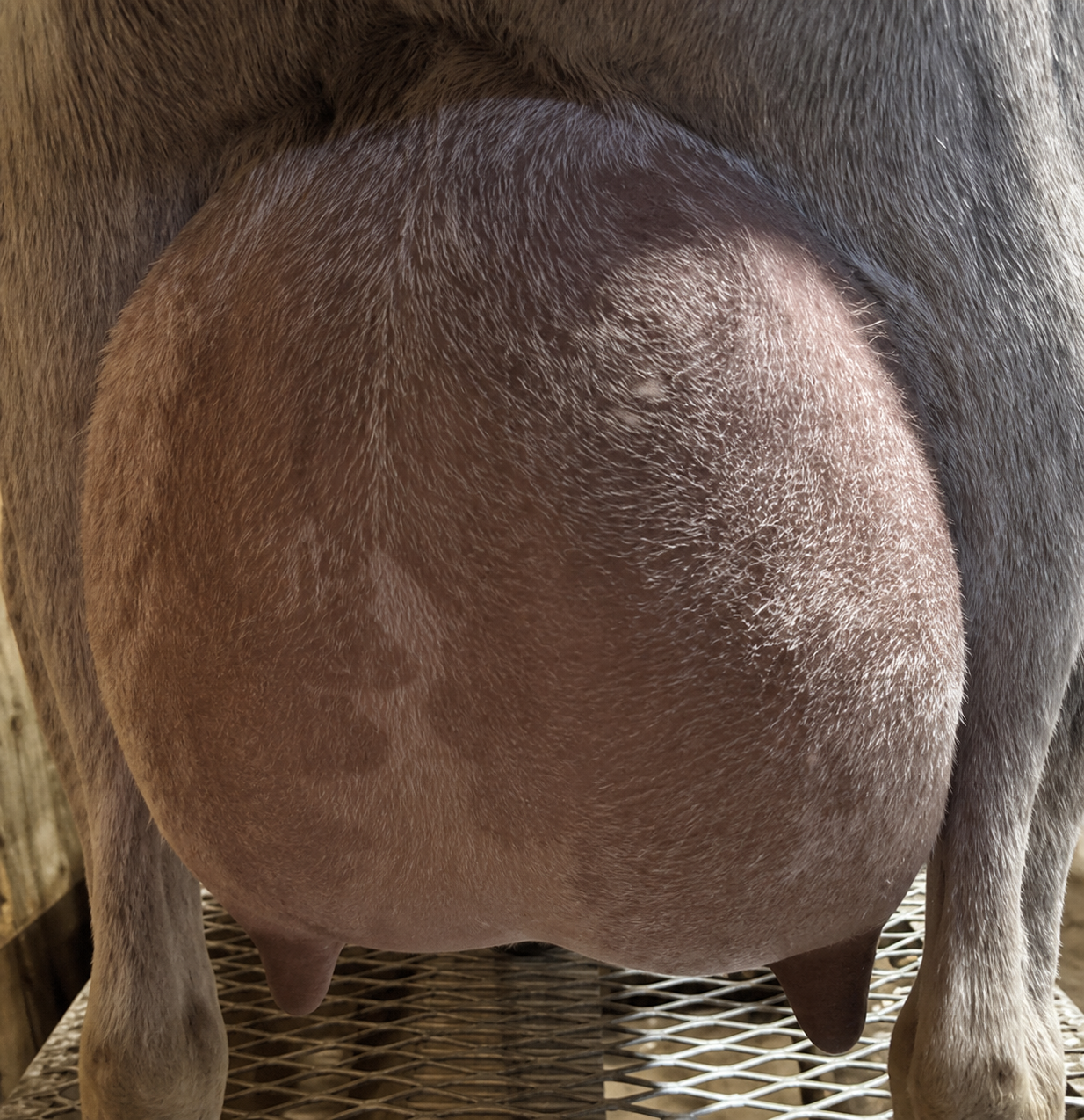 Sunnydale Farm QS Silver Pine Nigerian Dwarf Doe - photo 2