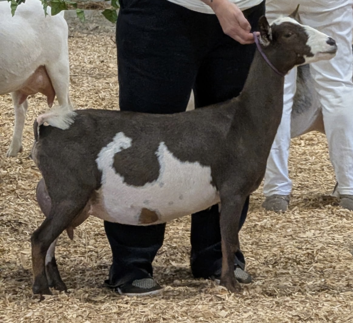 Sunnydale Farm ND Sage - Nigerian Dwarf Doe at Sunnydale Farm, Richmond Kentucky