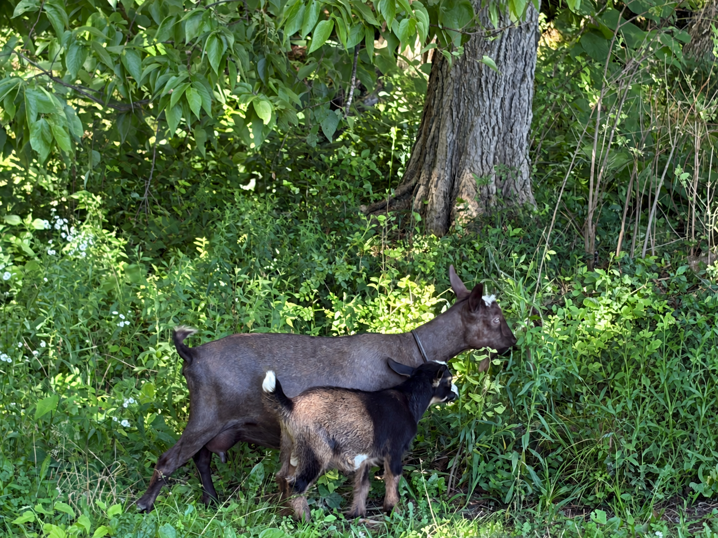 Novella Farm Iconoclast Nigerian Dwarf Doe - photo 2