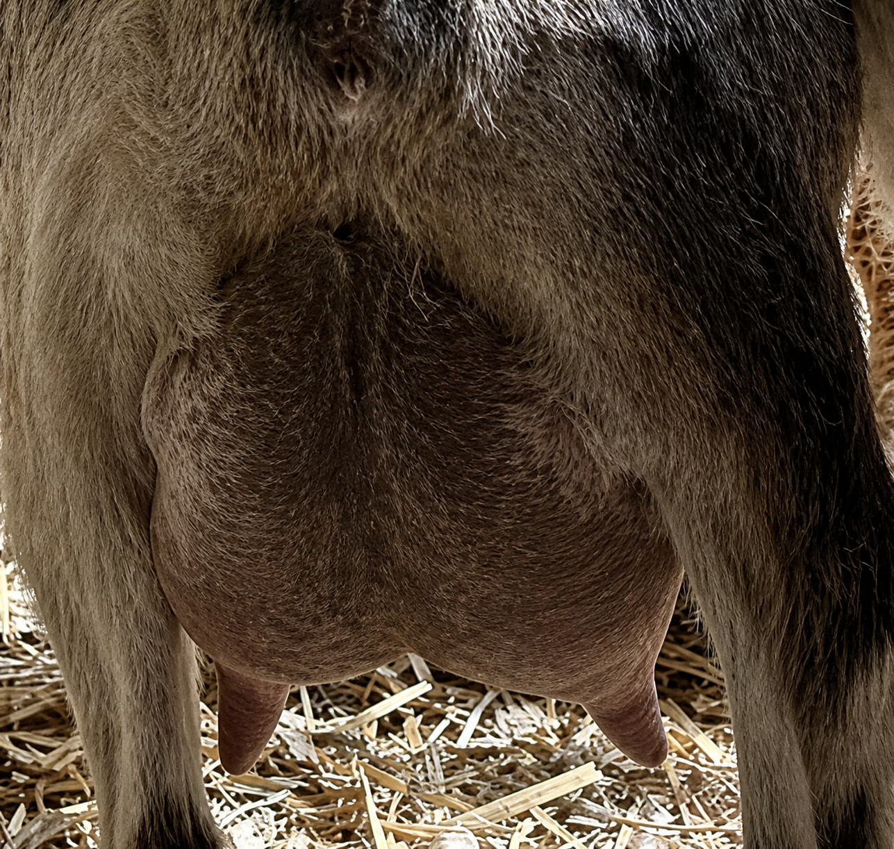 Sunnydale Farm ND Serena Nigerian Dwarf Doe - photo 2