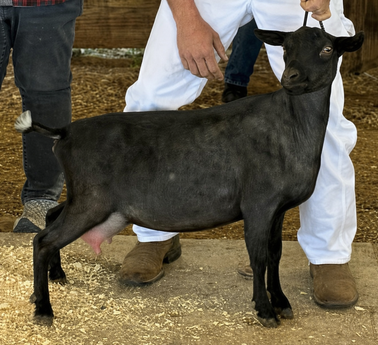 Sunnydale Farm SS Rainier - Nigerian Dwarf Doe at Sunnydale Farm, Richmond Kentucky