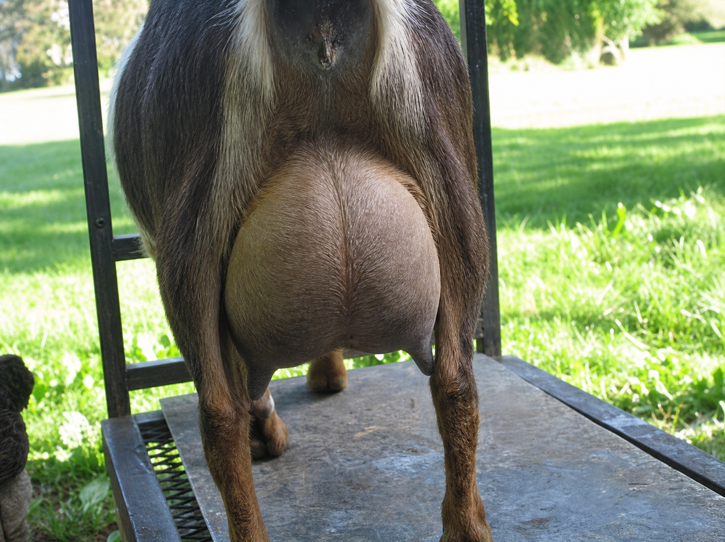 SGCH Sunnydale Farm J Electra-Like AR Nigerian Dwarf Doe - photo 2