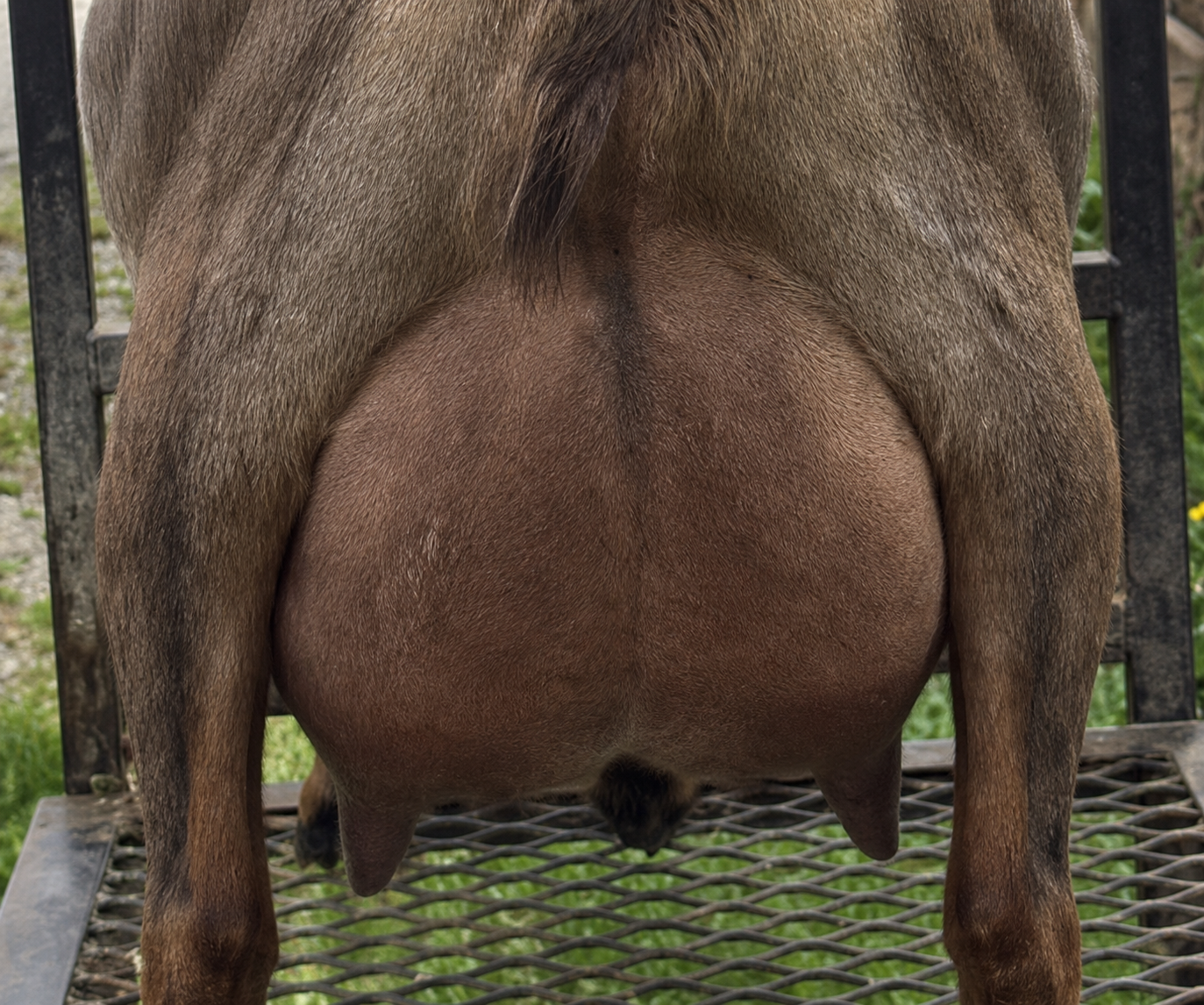 SGCH Sunnydale Farm J Electra-Like AR Nigerian Dwarf Doe - photo 4