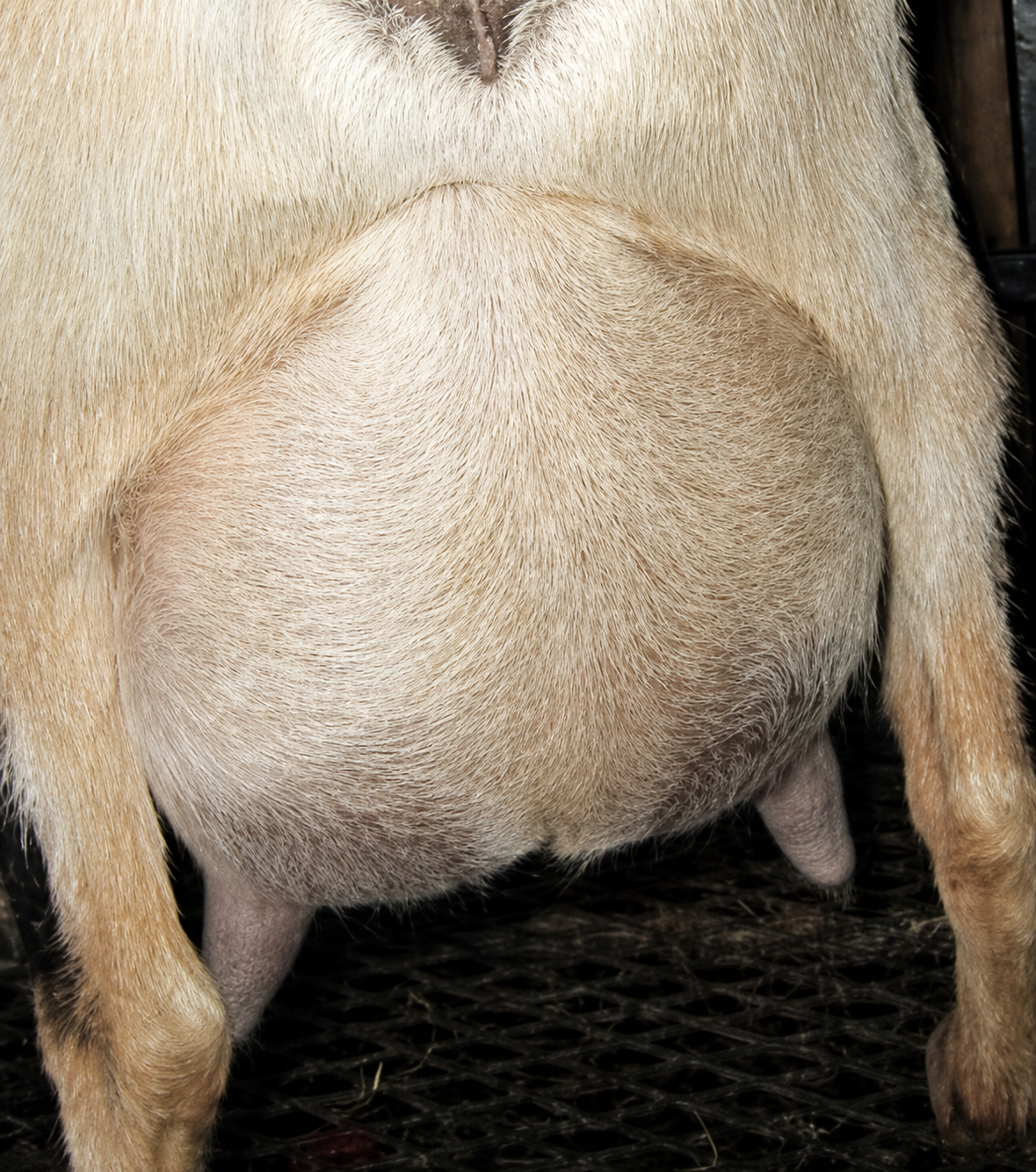SGCH Sunnydale Farm J Hope AR Nigerian Dwarf Doe - photo 2