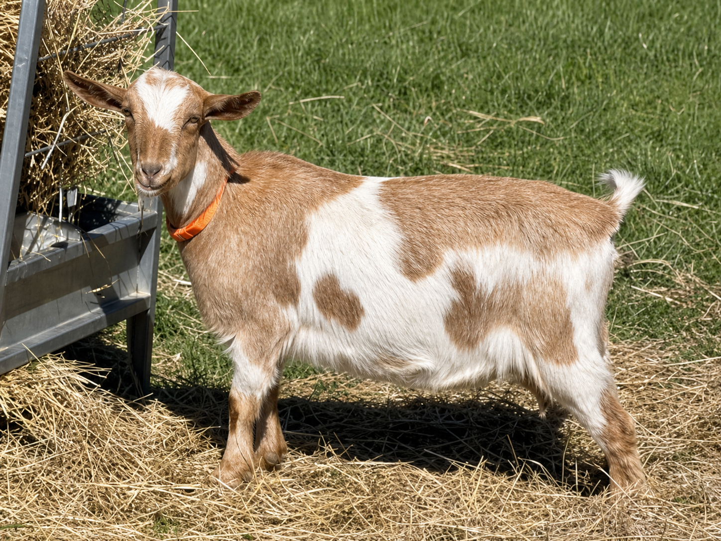 Sunnydale Farm SS Taffy - Nigerian Dwarf Doe at Sunnydale Farm, Richmond Kentucky