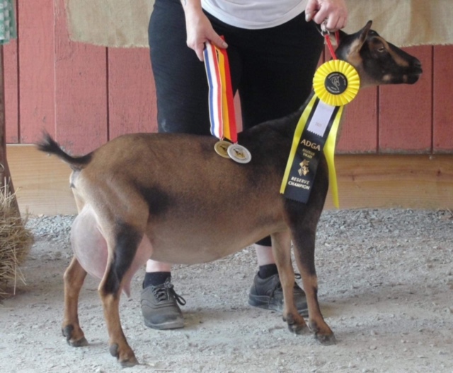 CH Sunnydale Farm JH Lupine - Nigerian Dwarf Doe at Sunnydale Farm, Richmond Kentucky