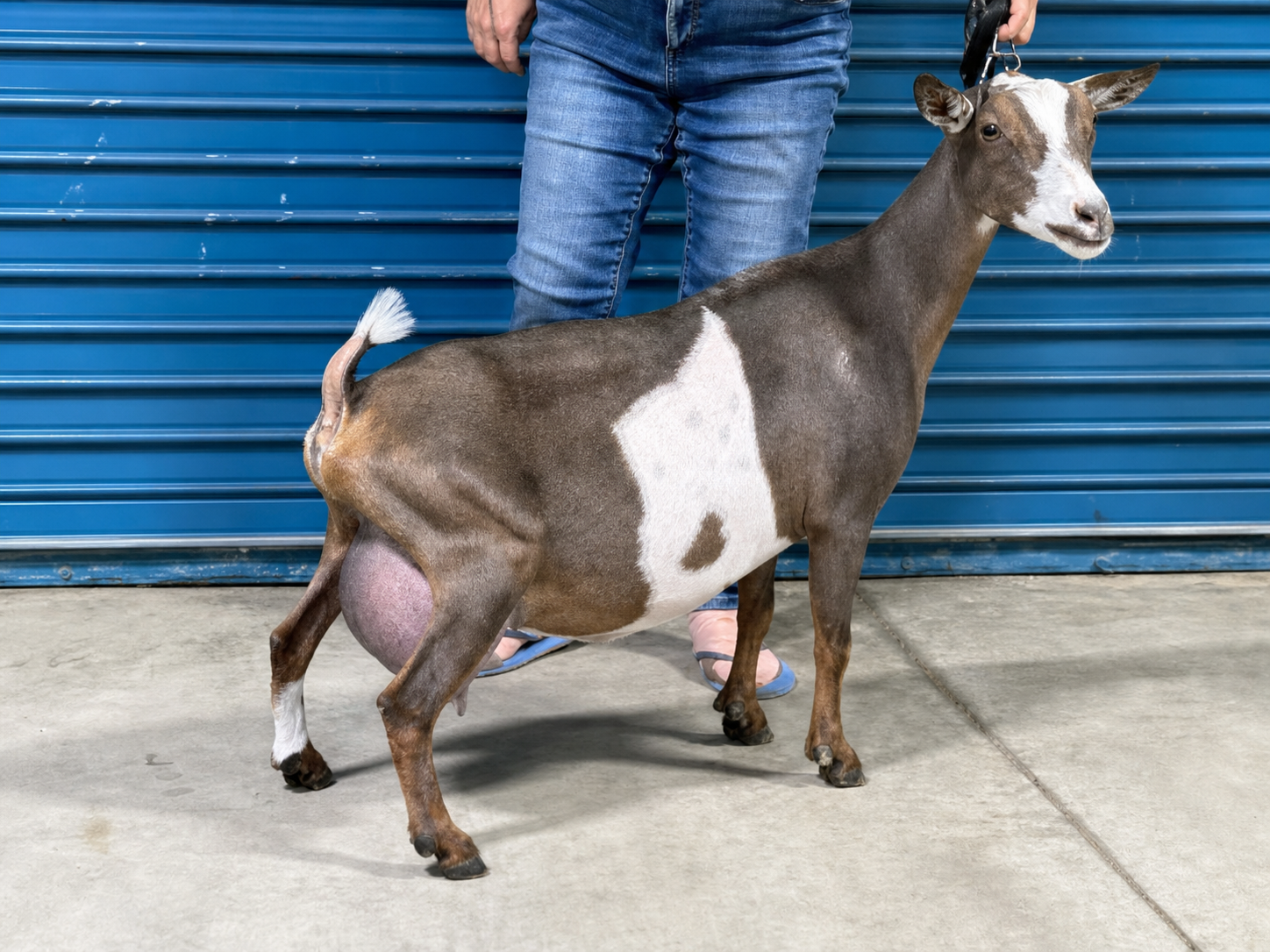 CH Sunnydale Farm ZM Jasmine - Nigerian Dwarf Doe at Sunnydale Farm, Richmond Kentucky